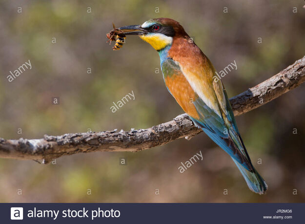 European-bee-eater-merops-apiaster-with-wasp-on-a-branch-france-JR2MG6