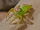 Green Jumping Spider time-Wild Kratts Bug Adventures