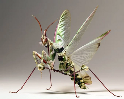 Devil27s Flower Mantis