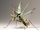 Mantis clan-battle bugs