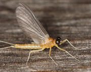 Heptagenia-mayfly1