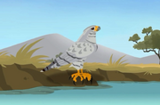 Chanting-Goshawk.WK.PNG