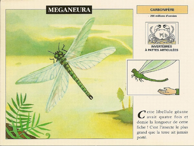 Meganeura001