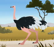 Ostrich male