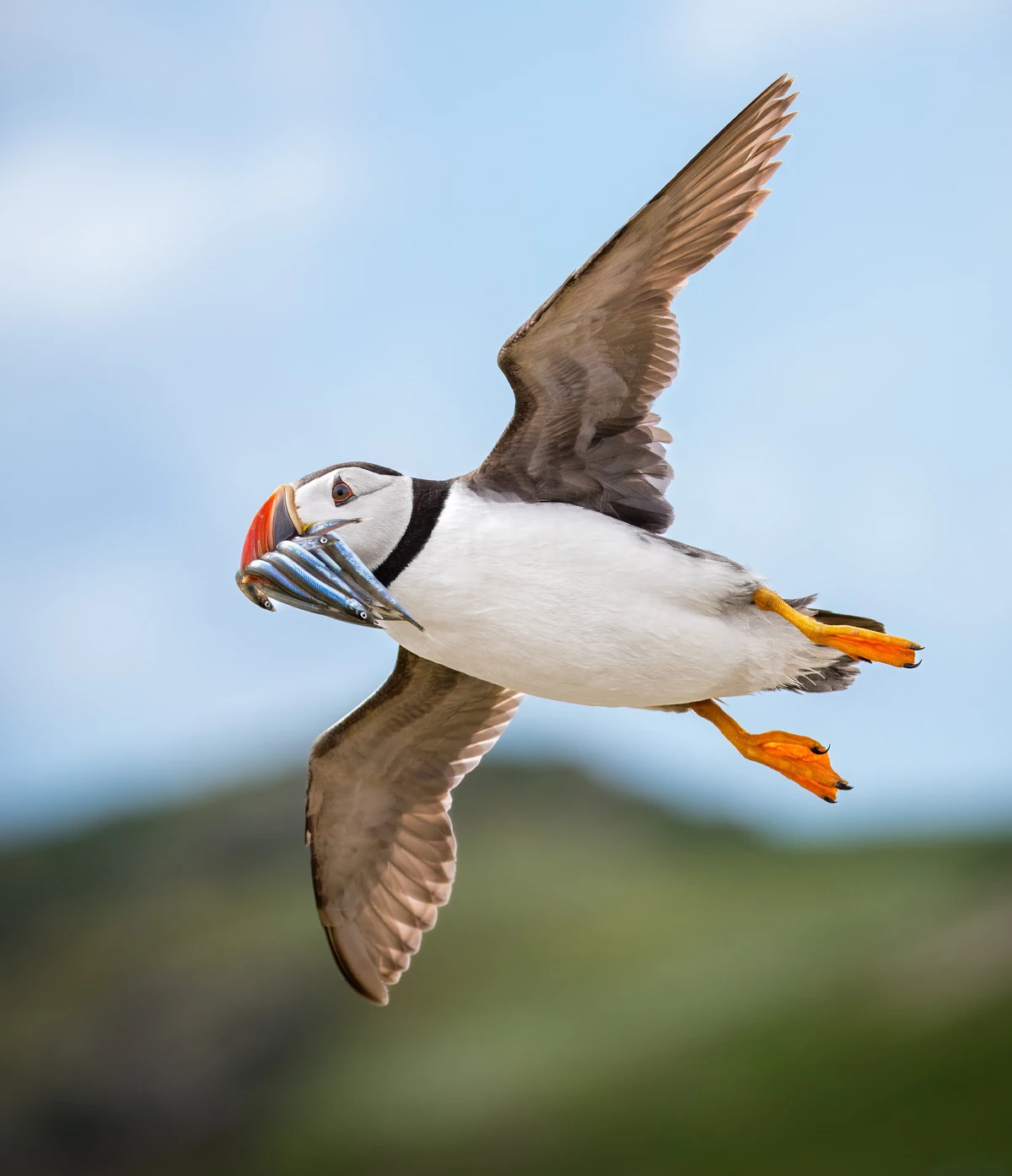 The Atlantic Puffin King | New ideas by Matt Weaver Wiki | Fandom