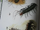 Centipedes of the jungle canopy-king kong preview
