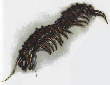 Megapede-Dereponecis