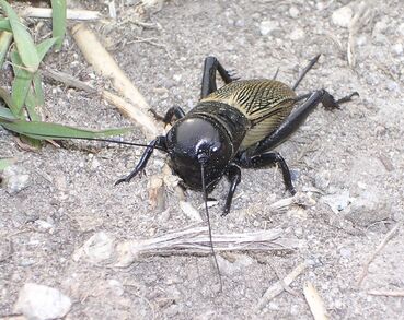 Cricket-Gryllus campestris 3