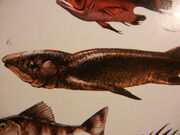 Anchiceratouds lungish1