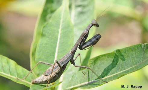 Carolinamantid1 1500