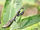 Carolina mantis-monster bug wars