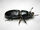 Bessbug black-out: Wild kratts-bug adventures
