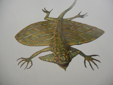 Wordlofkong-discus lizard
