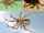 Spiders