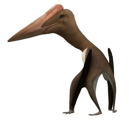 Bogolubovia julio-lacerda