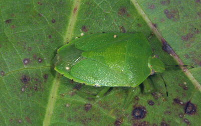 Green stink bug-1Acrosternum hilare01
