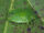 Green stink bug-Wild Kratts Bug Adventures