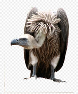 VULTURE