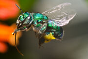 Orchid Bee hovering
