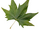 1 Platanus-maple leaf.png