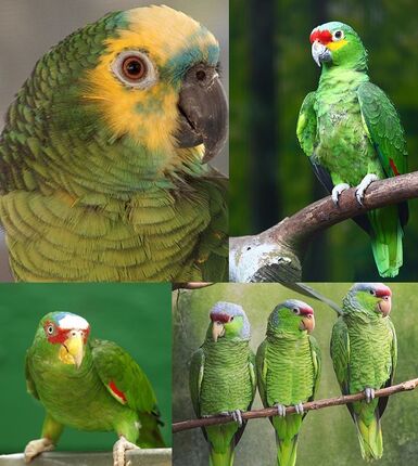 Amazona parrots collage