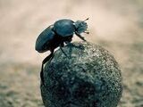 Wild kratts-dung beetle on a roll
