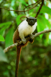 Pied tamarin1