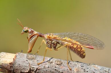 Praying lacewing-1Mantispa styriaca (9566952168)