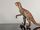 AAA PCV solid rubber Dromaeosaurus