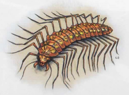 Carrion Centipede