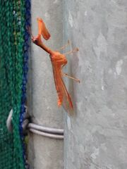 Orange mantispidae