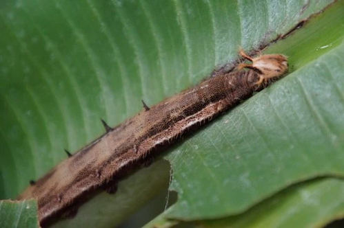 Owl-butterfly-caterpillar