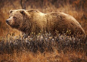 GrizzlyBearJeanBeaufort