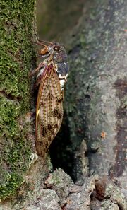 Large Brown Cicada 23aug12