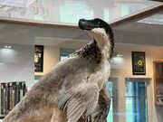 Raptor-ridleyjonesfan1