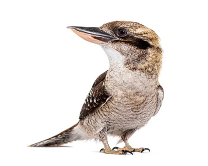 Photo-kingfisher-laughing-kookaburra-dacelo-novaeguineae (1)