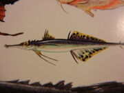 Prickfish1