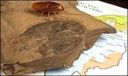 Largeroachfossil1