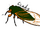 Cicada-LBT idea