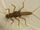Golden stonefly search-wild kratts bug adventures