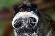Tamarin portrait