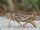 American bird grasshopper-zoboomafoo and you