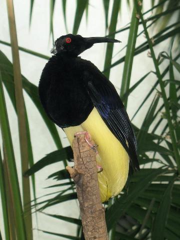 New Wild kratts-birds of a different feather 1 | New ideas by Matt