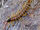 Desert centipede-monster bug wars