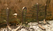 Garden worms