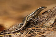 Seychelles-skink-trachylepis-seychellensis-g8-eyal-bartov