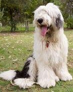and woolly