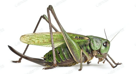 Wart-biter-cricket