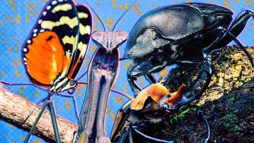 A-real-bugs-life-tease klukw6