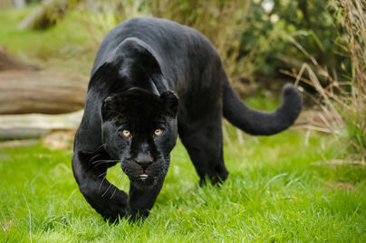 Blackiceagejaguar1